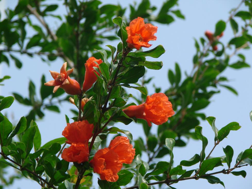 石榴花.jpg