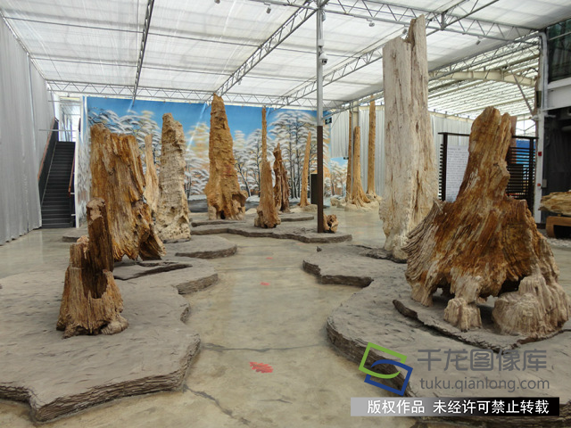 与它们相比，再长寿的人类都不值一提